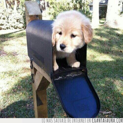 cachorro,envío,urgente,buzón,carta,paquete,llegar